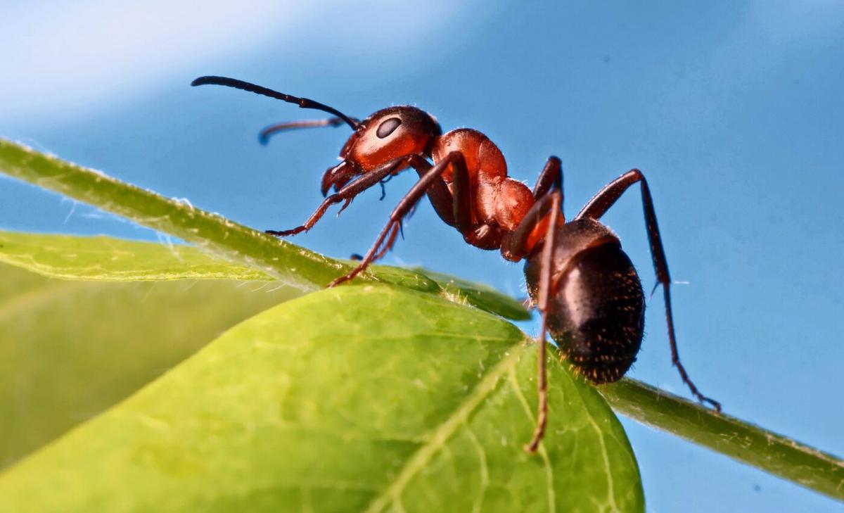 Meandering ants have a method to their madness