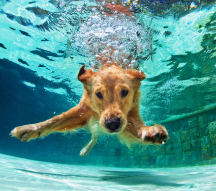 Underwater,Funny,Photo,Of,Golden,Labrador,Retriever,Puppy,In,Swimming