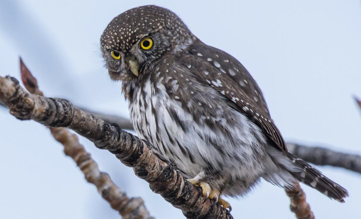 Songbirds use mobbing behavior to deter predatory owls