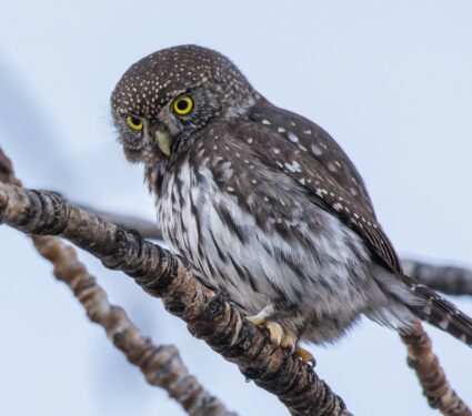Pygmy-owl.jpg