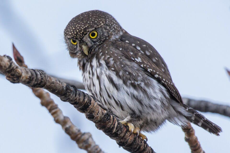 Songbirds use mobbing behavior to deter predatory owls