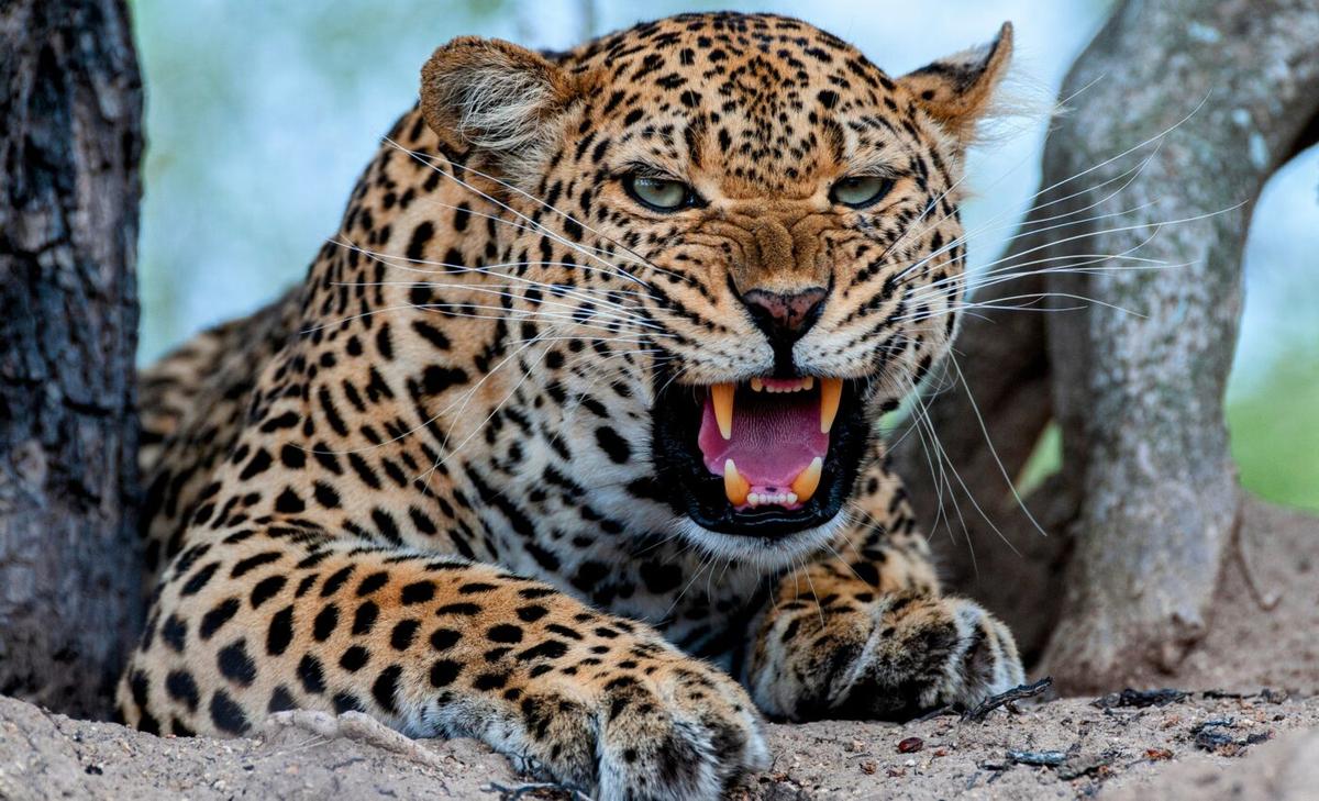 Large carnivore attacks are increasing as human impacts expand