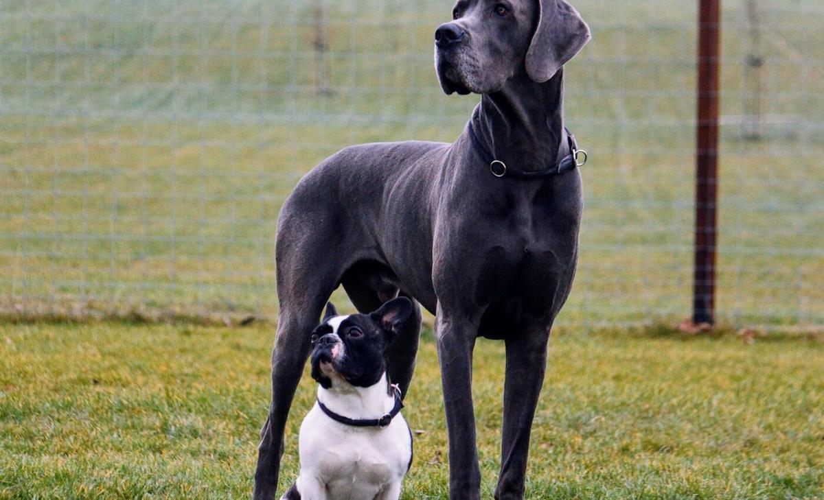 When should you begin cancer screening for your dog?