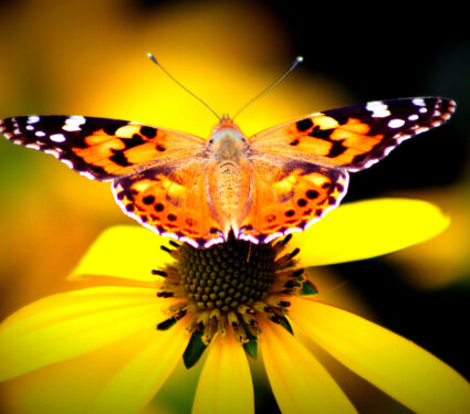 Vanessa,Cardui,Butterfly,(,Echinacea,Purpurea,)