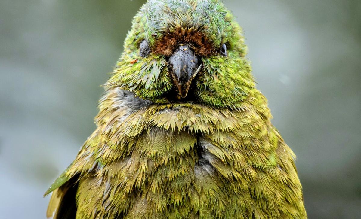 New insights will help protect the kākāpō parrot
