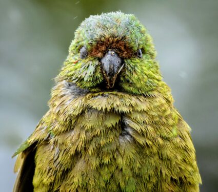 Kakapo-parrot.jpg