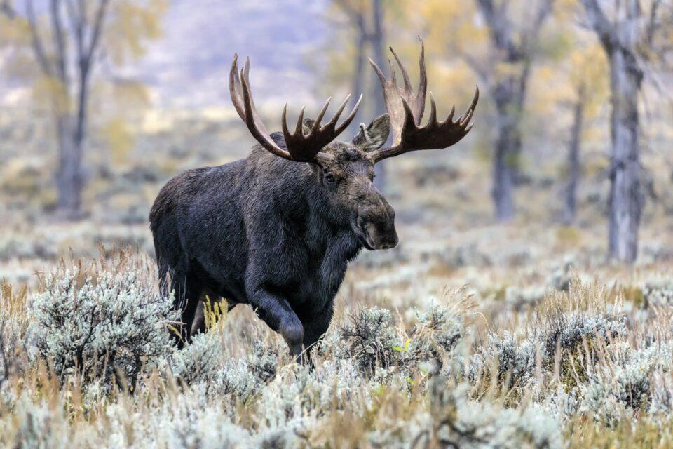 Solitary mammals live shorter lives than social species