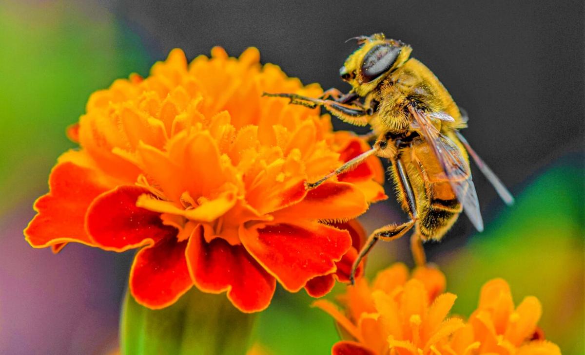 How do symbiotic relationships evolve between species?