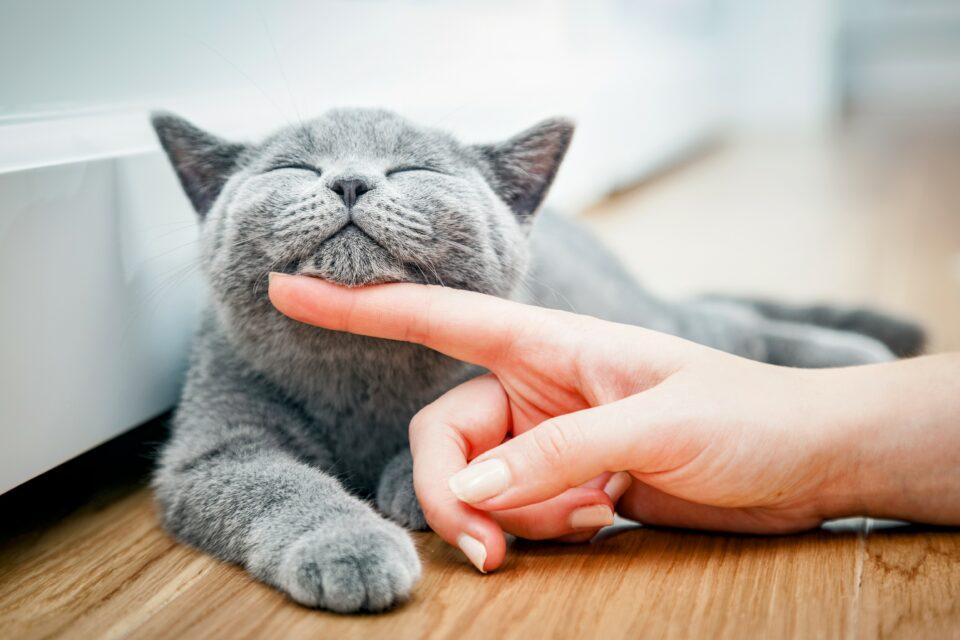 Cats have a better quality of life if you play with them
