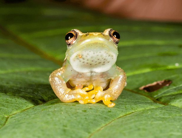 Voiceless frog recently discovered in Africa