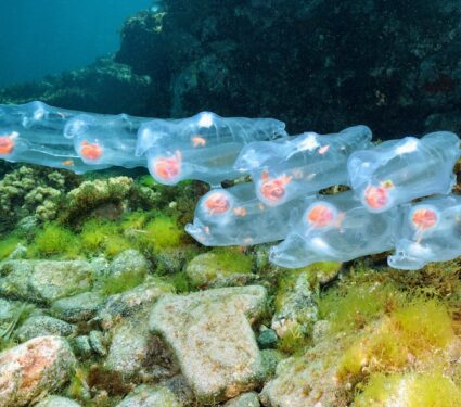 Salps.jpg