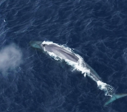 2023/02/Low-Res_RS62603_blue_whale_AAD1.jpg.png