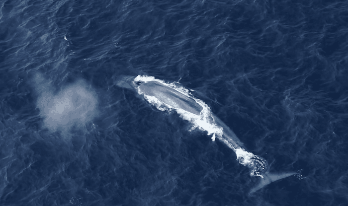New insights into the behavior of Antarctic blue whales