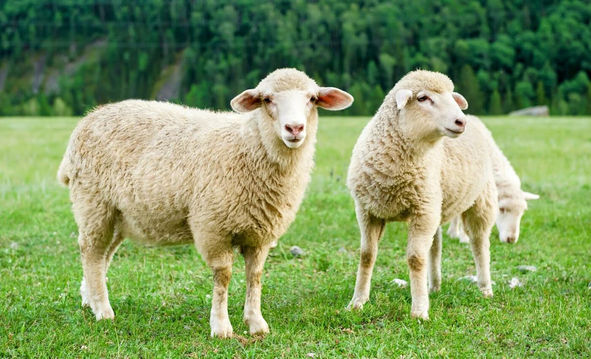 Sheep bond after sharing stressful experiences