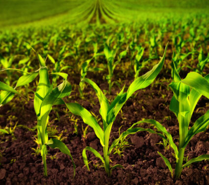 Corn,Field,With,Young,Plants,On,Fertile,Soil,,A,Closeup
