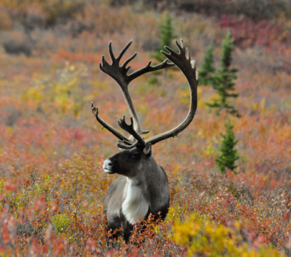 2023/02/Low-Res_AlaskanCaribou.jpg2_.png
