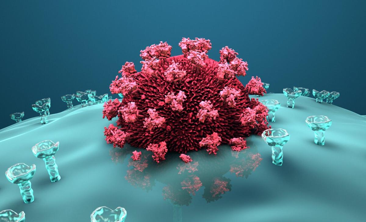 Scientists find a receptor that blocks Covid-19 infection