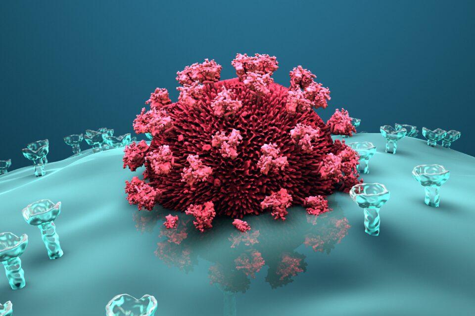 Scientists find a receptor that blocks Covid-19 infection
