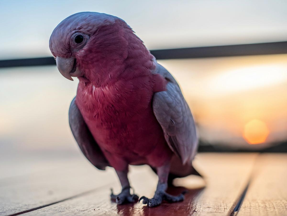 Cockatoos can recognize the need for a tool set