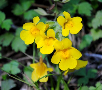 Monkeyflower.jpg
