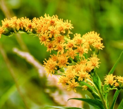 Tall-goldenrod.jpg