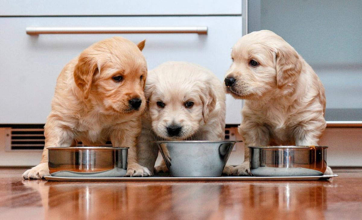Puppy diets can prevent stomach issues later in life
