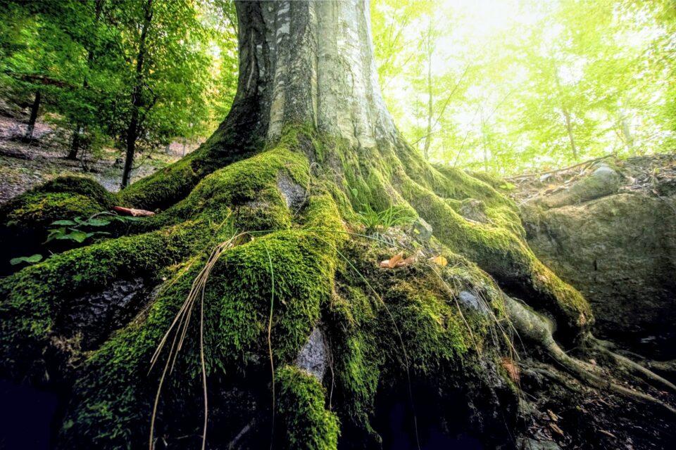 Can trees “talk” through fungal networks?