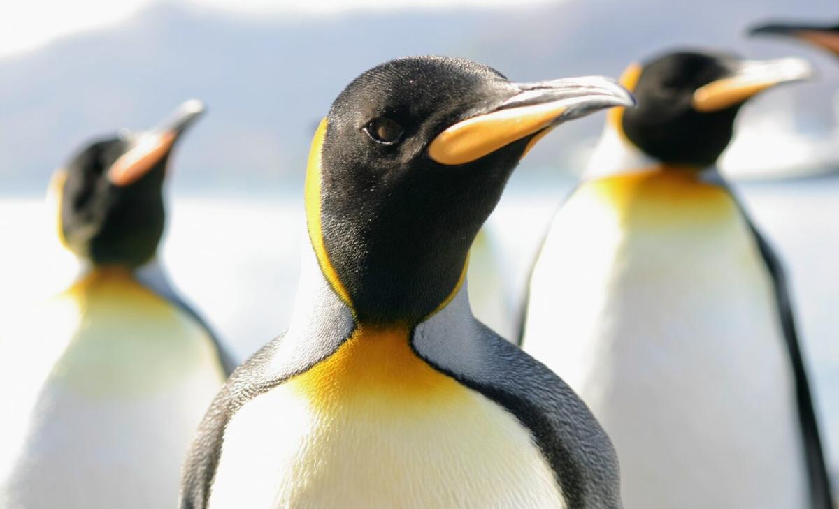 Largest penguin that ever lived weighed 350 pounds