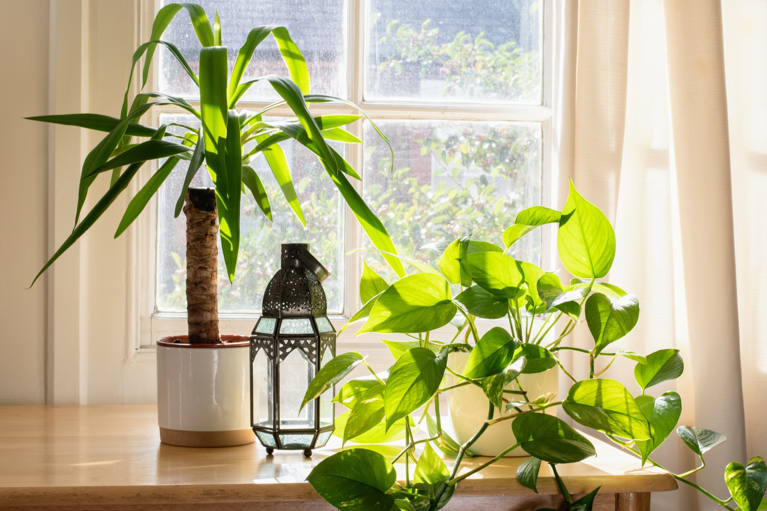 Houseplants.jpg