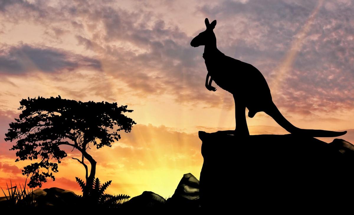 Kangaroos could help reduce methane emissions from cattle