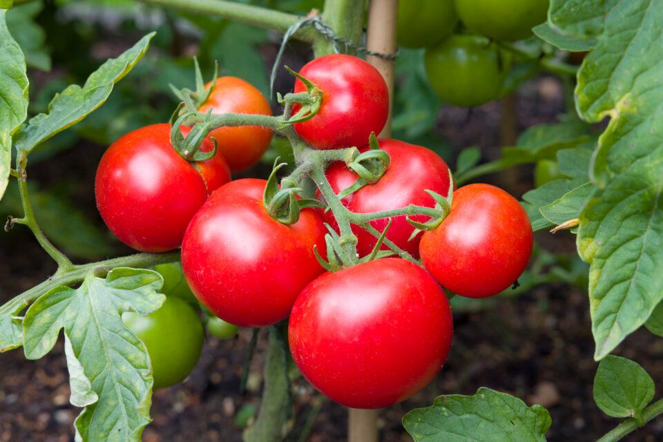 Spiders can protect tomatoes from invasive pests