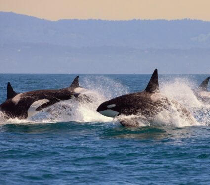 Killer-whales-4.jpg