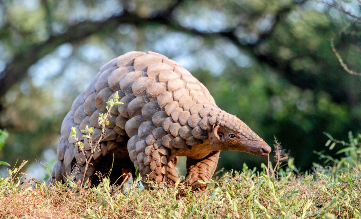 World Pangolin Day: project launched to save the elusive mammal