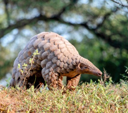 Pangolin.jpg