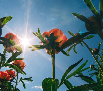 Bright,Flowers,And,Leaves,Of,Red,Peony,Against,Blue,Sky