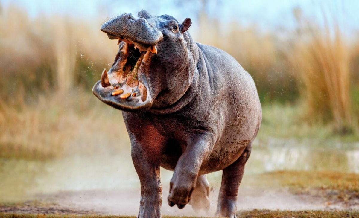 Do animals have "mirror neurons" that spark aggression?