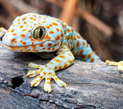 Gecko.jpg