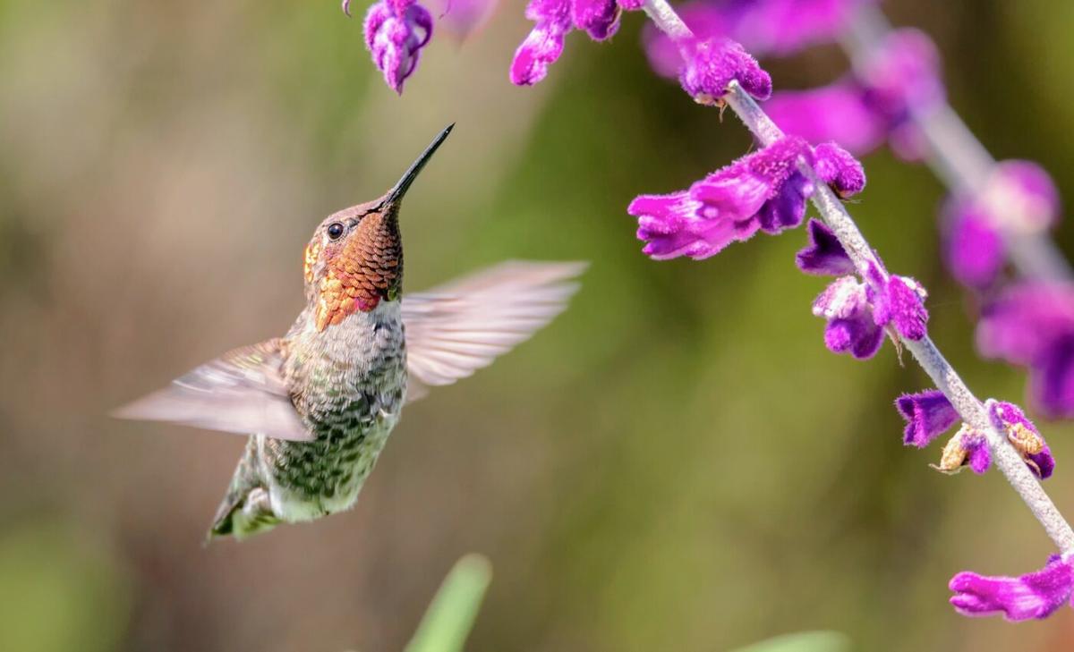 Among California’s bird species, there are winners and losers