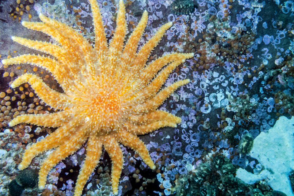 Sunflower sea stars could help save kelp forests