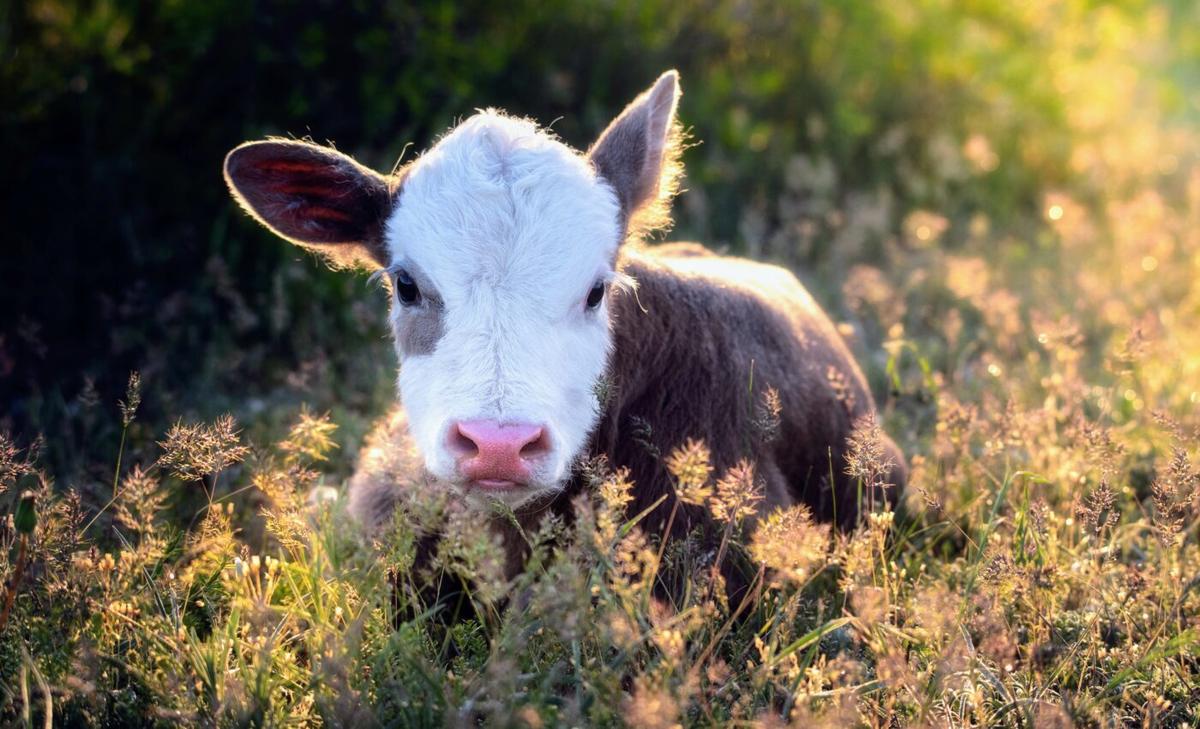 Human contact reduces stress in dairy calves