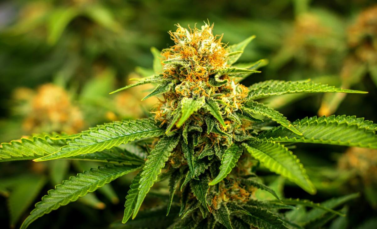Frequent cannabis use can lead to heart disease