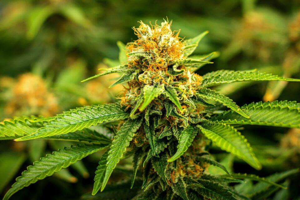 Frequent cannabis use can lead to heart disease