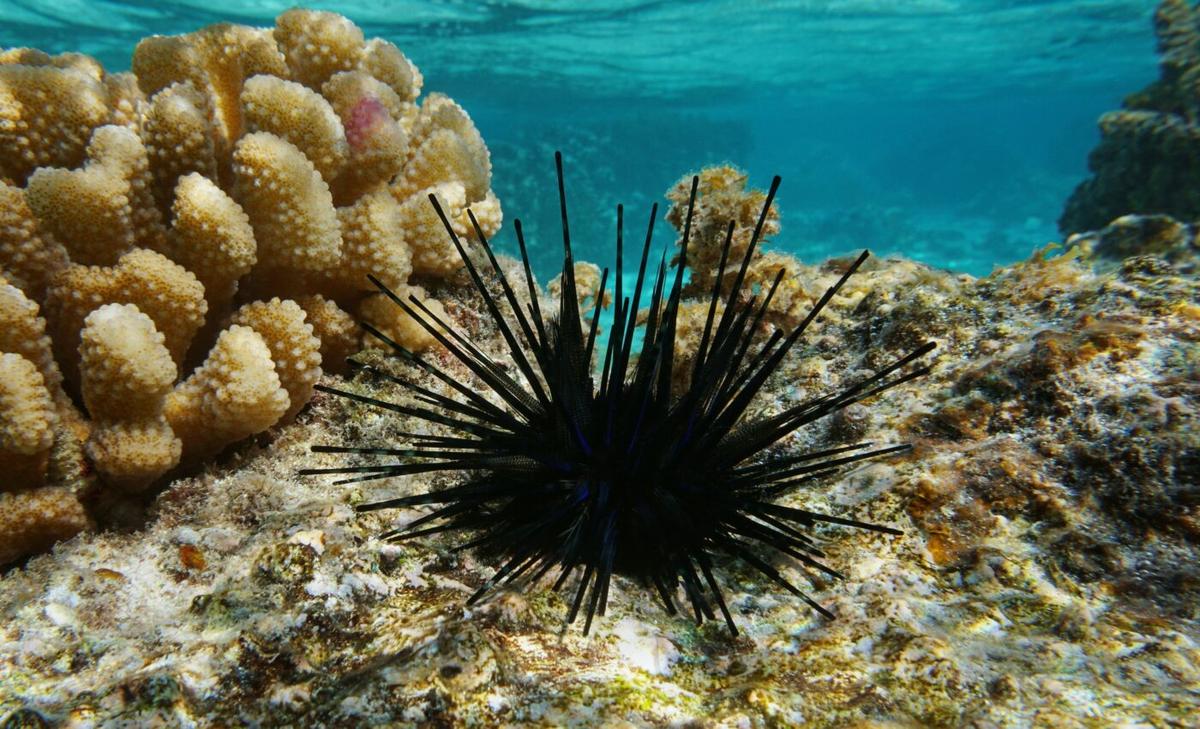 Rising temperatures are decimating marine life