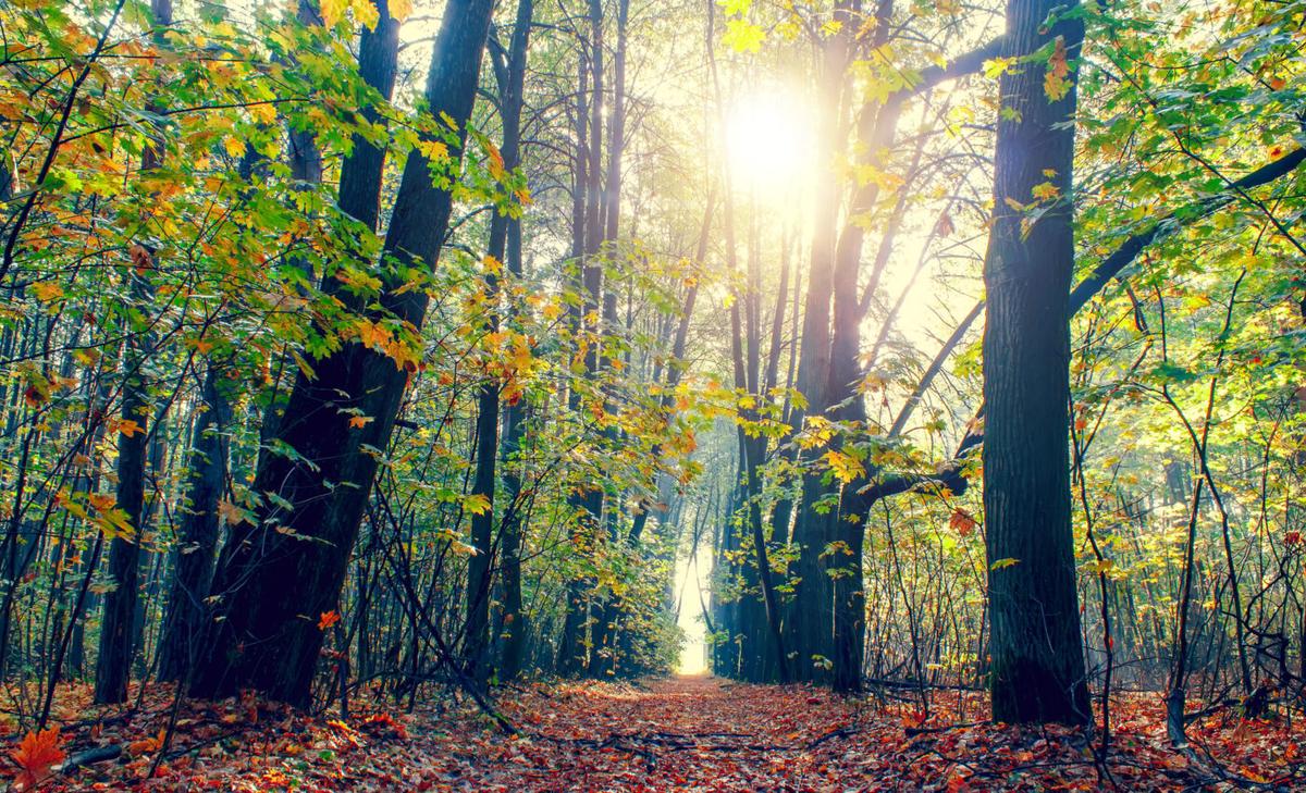 Nature improves the life quality of older adults