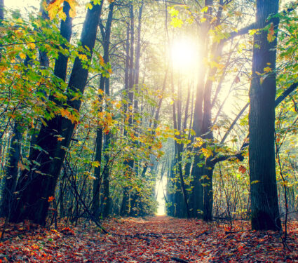 Autumn,Forest,On,A,Sunny,Day.,Autumn,In,The,Park.