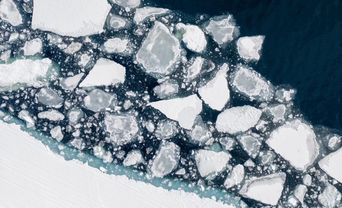 Bowhead whales are delaying migration as Arctic ice declines
