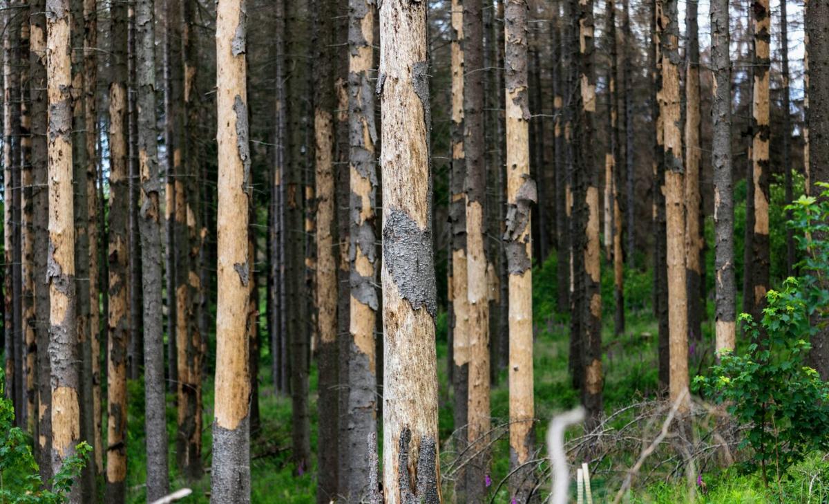 Bark beetles seek out trees that are already weakened