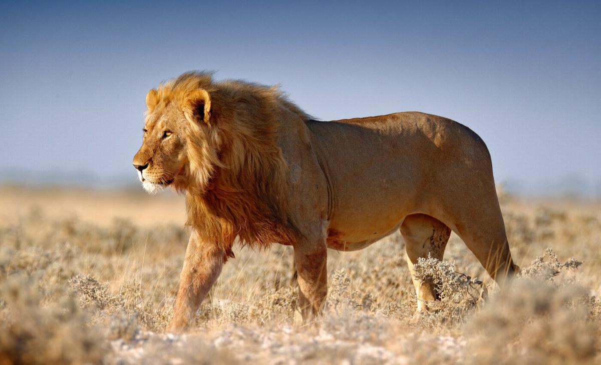 Large carnivores are much more costly to developing countries