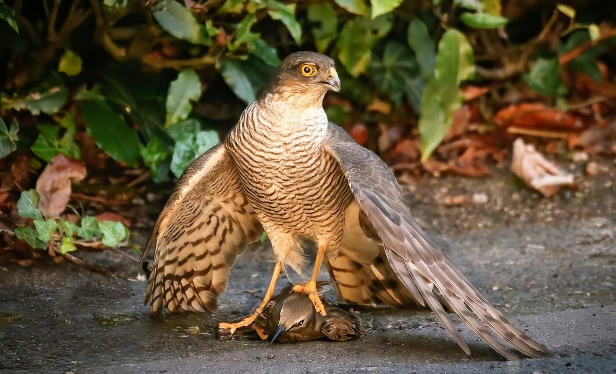Australia’s rarest predatory bird is facing extinction