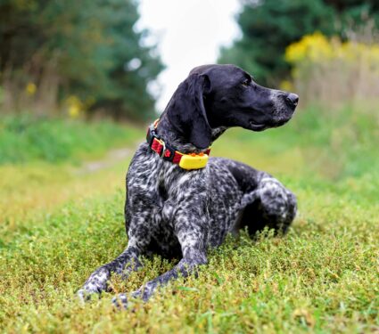 Pet-tracker.jpg